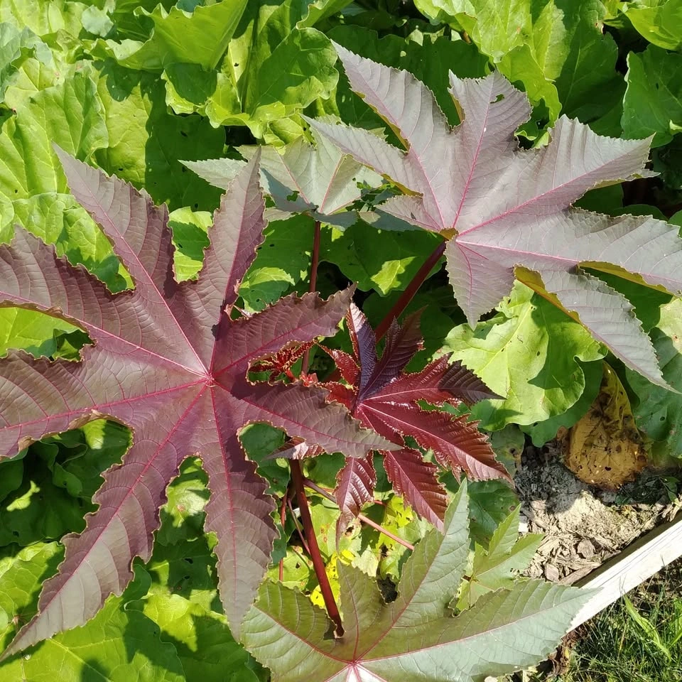 Add Drama to Your Garden: Red or Purple Castor Bean Seeds 🌿🔥 - photo 5