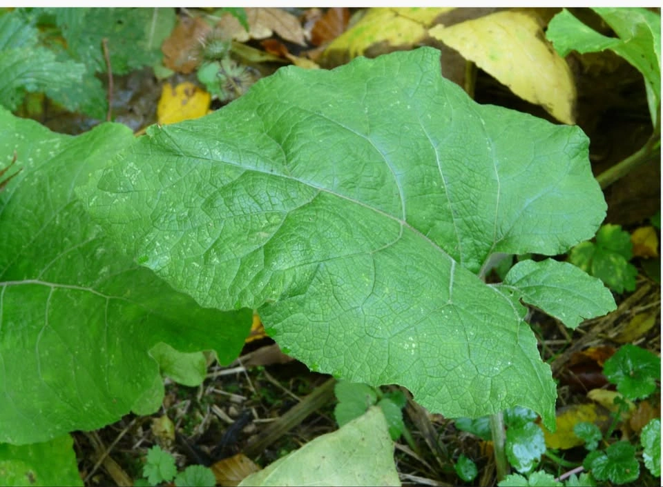 Burdock Seed. gobo, niúbàng, u-eong, Arctinium, bardane