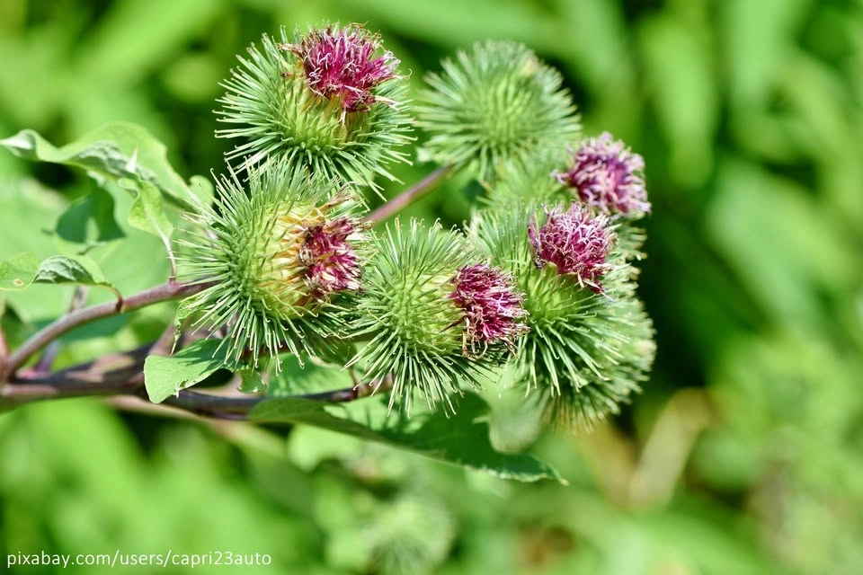 Burdock Seed. gobo, niúbàng, u-eong, Arctinium, bardane - photo 2