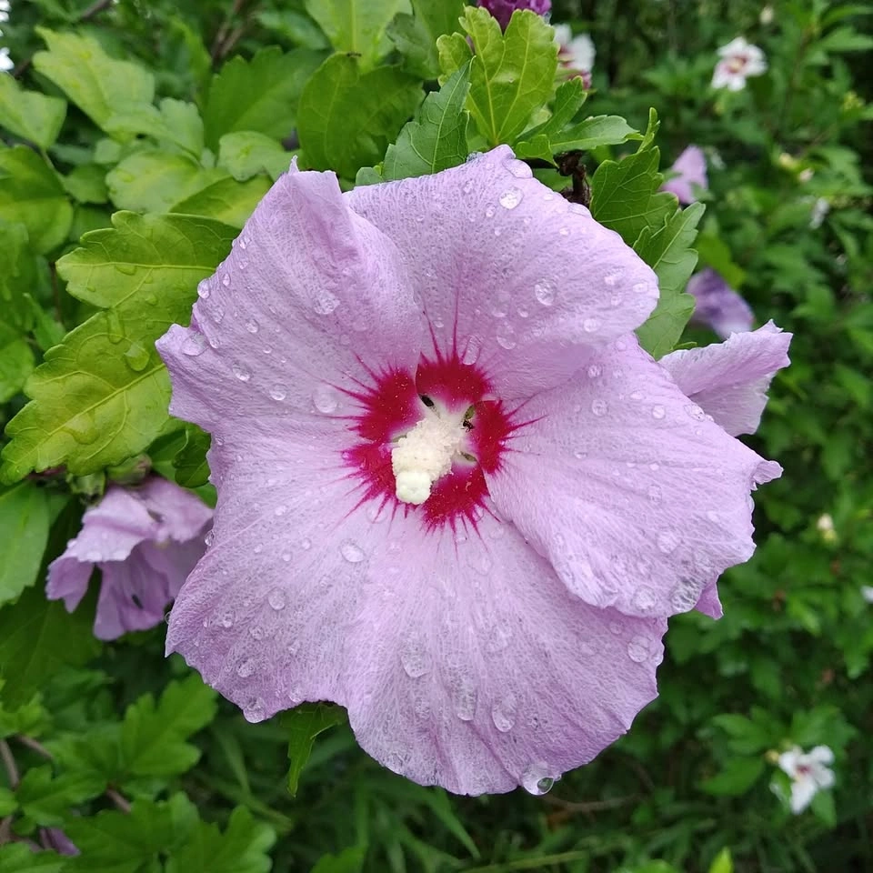 Rose of Sharon Seedlings 4 FT tall