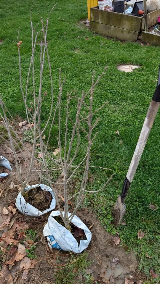 Rose of Sharon Seedlings 4 FT tall - photo 2