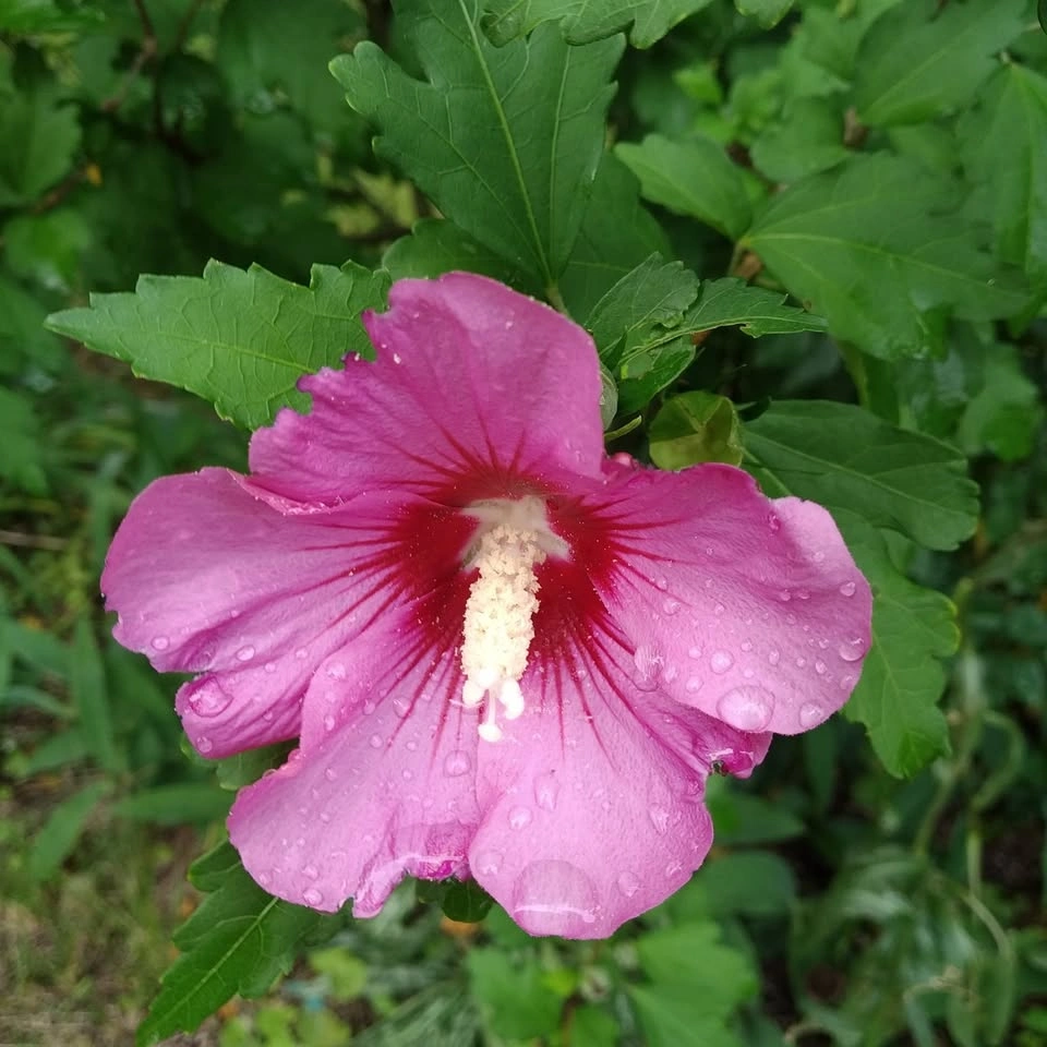 Rose of Sharon Seedlings 4 FT tall - photo 3