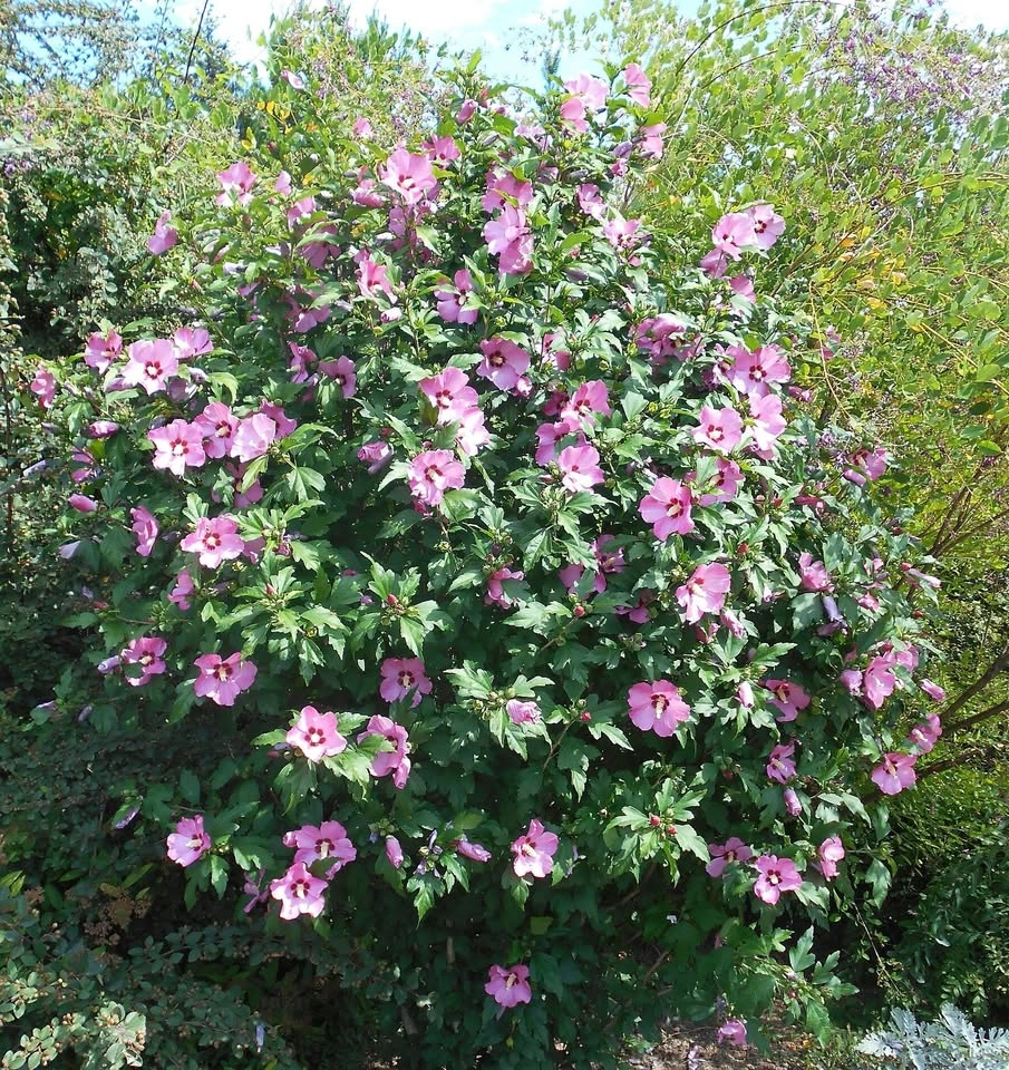 Rose of Sharon Seedlings 4 FT tall - photo 4