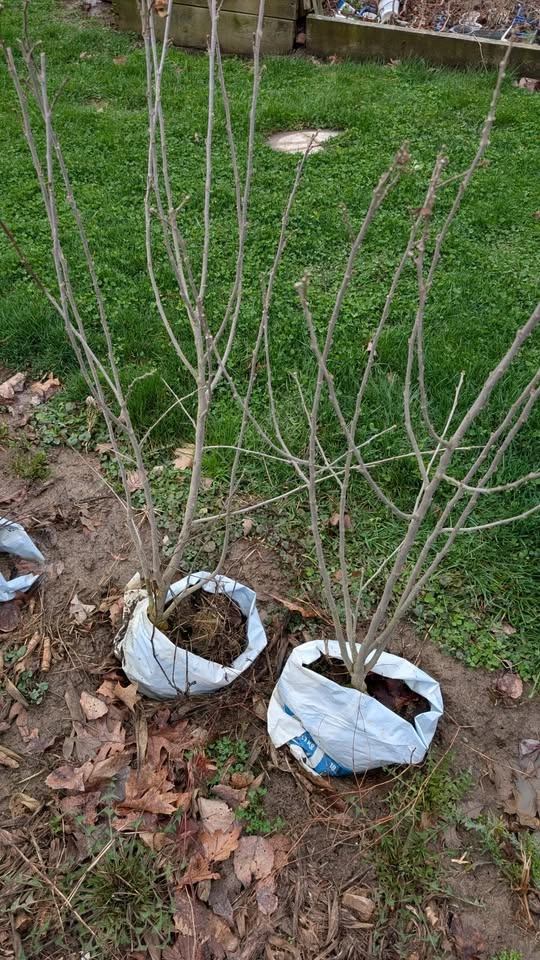 Rose of Sharon Seedlings 4 FT tall - photo 5