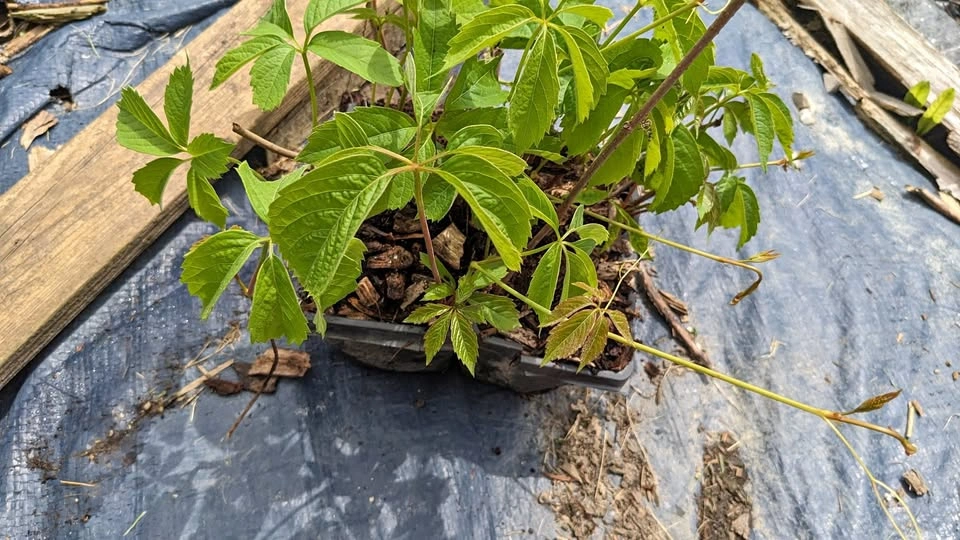 Fast Growing Virginia Creeper Vine