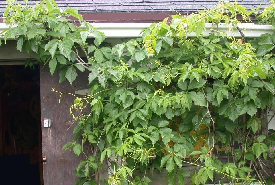 Fast Growing Virginia Creeper Vine - photo 2