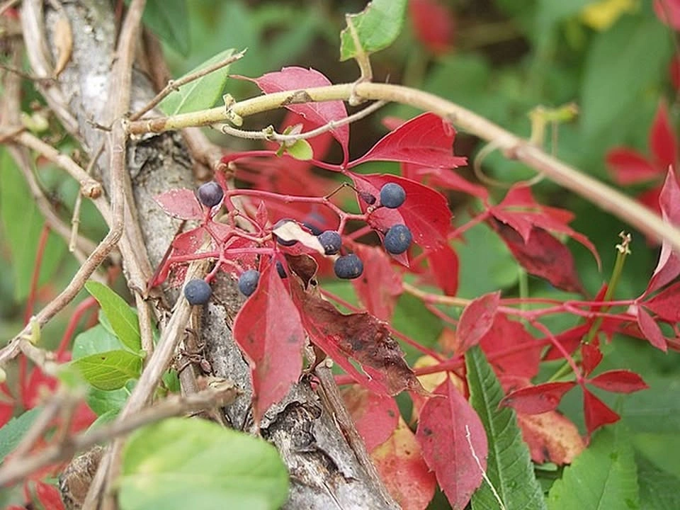 Fast Growing Virginia Creeper Vine - photo 3