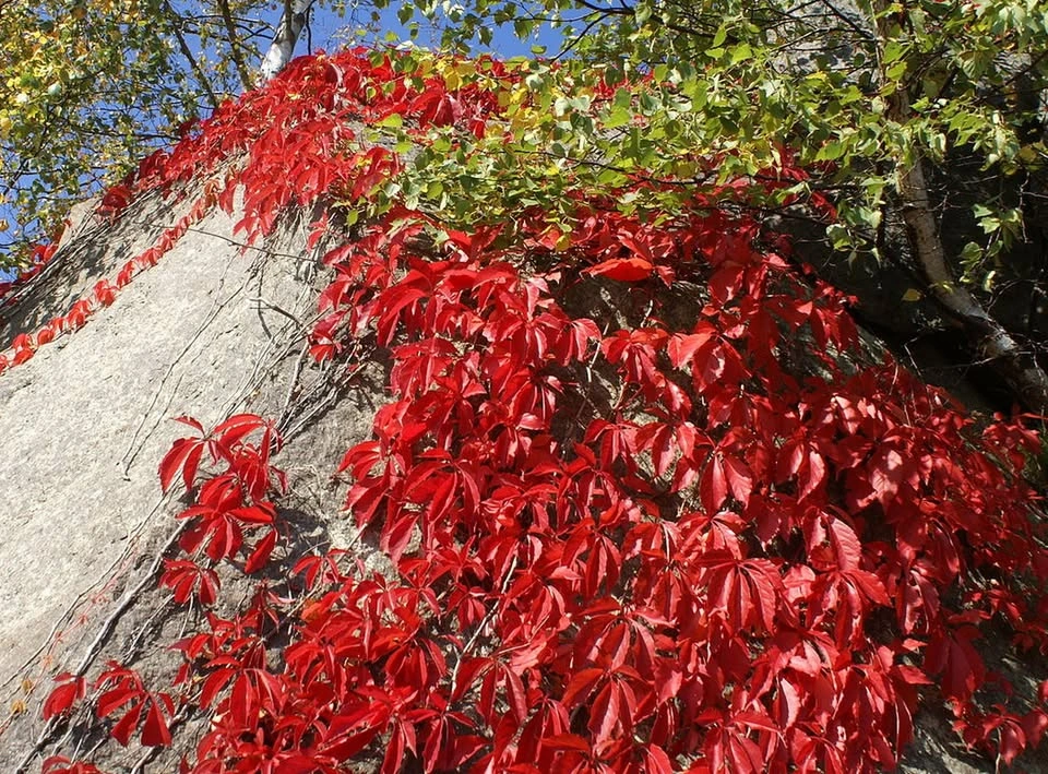 Fast Growing Virginia Creeper Vine - photo 4