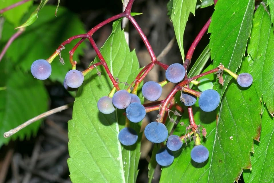 Fast Growing Virginia Creeper Vine - photo 5