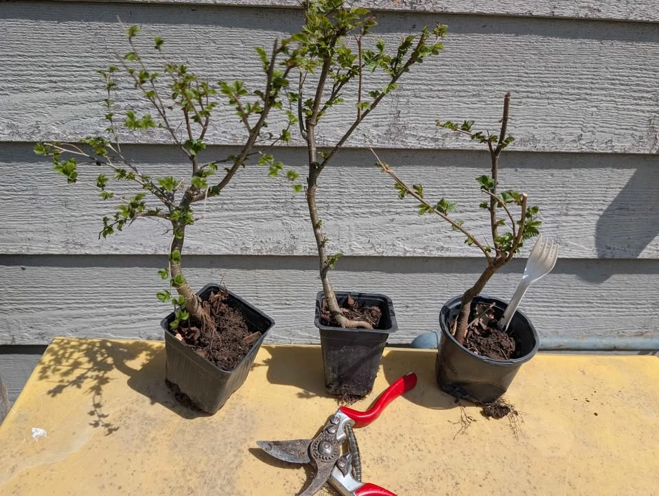 BOGO Chinese/Siberian Elm Seedlings for Bonsai, Hedge, Shade Tre