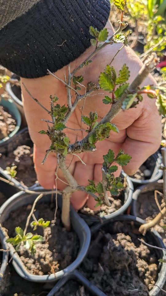 BOGO Chinese/Siberian Elm Seedlings for Bonsai, Hedge, Shade Tre - photo 2