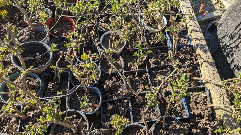 BOGO Chinese/Siberian Elm Seedlings for Bonsai, Hedge, Shade Tre - photo 3