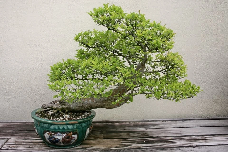 BOGO Chinese/Siberian Elm Seedlings for Bonsai, Hedge, Shade Tre - photo 4