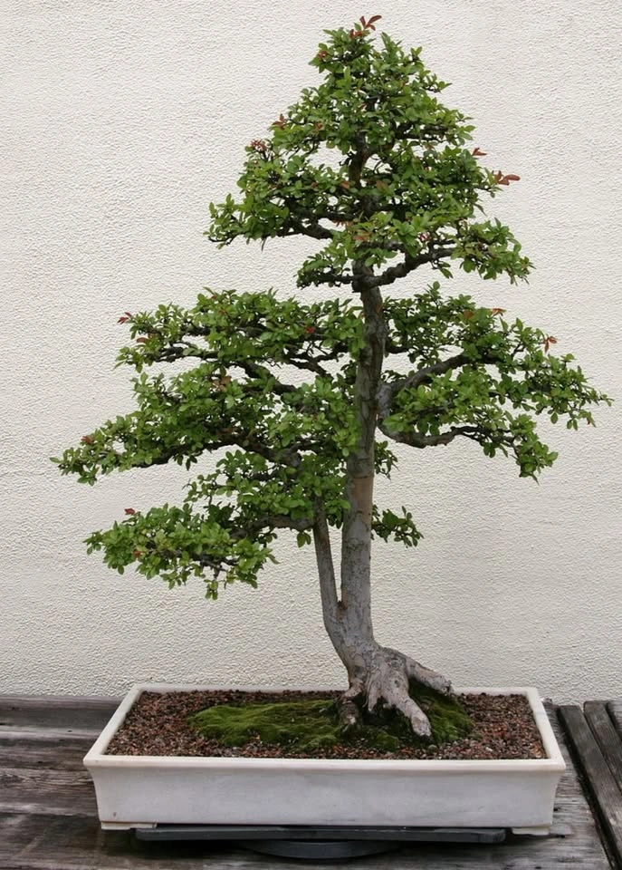 BOGO Chinese/Siberian Elm Seedlings for Bonsai, Hedge, Shade Tre - photo 5