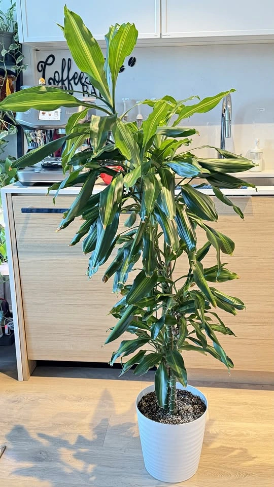 Dracaena Indoor Plant