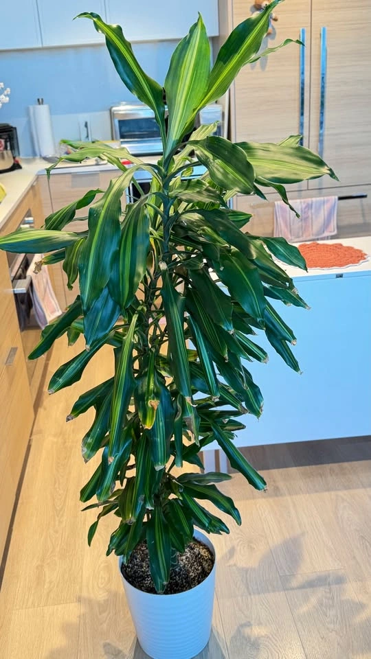 Dracaena Indoor Plant - photo 2