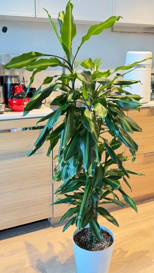 Dracaena Indoor Plant - photo 3
