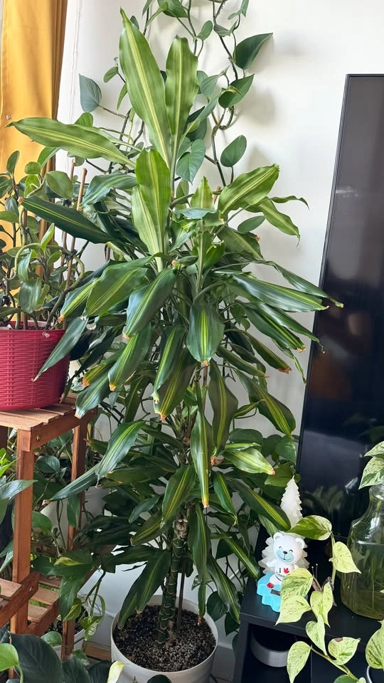 Dracaena Indoor Plant - photo 4
