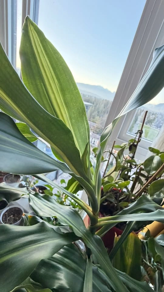 Dracaena Indoor Plant - photo 5