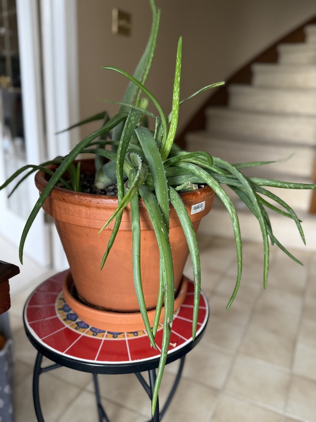 Variety of house plants