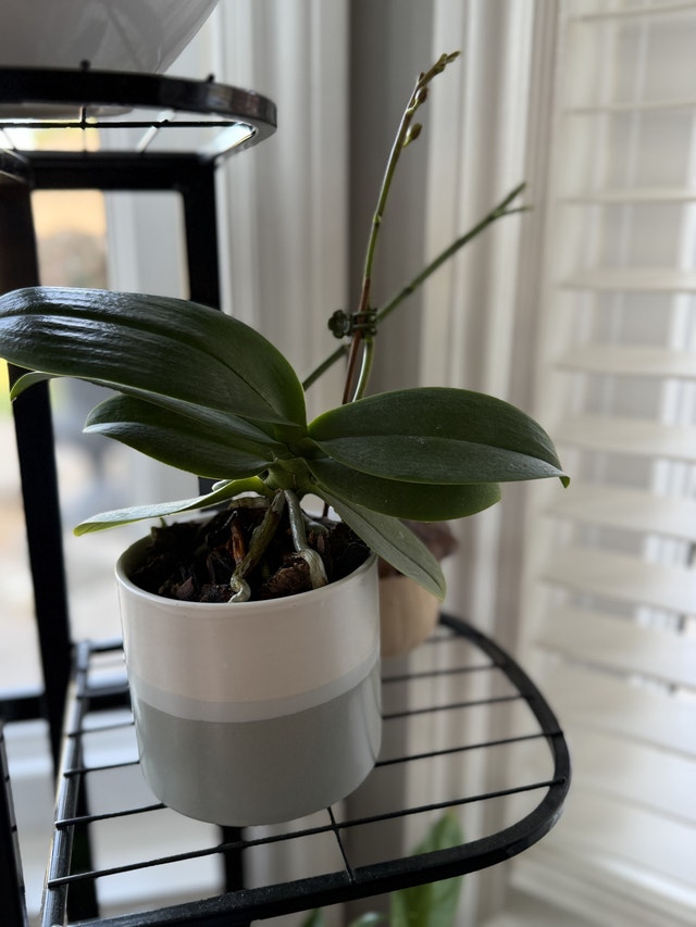 Variety of house plants - photo 2