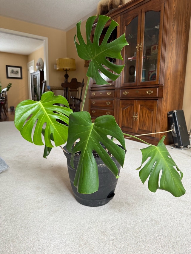 Variety of house plants - photo 3