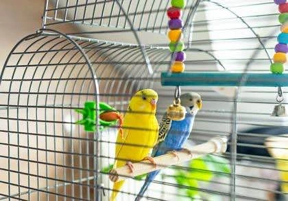 I set up bird cages!