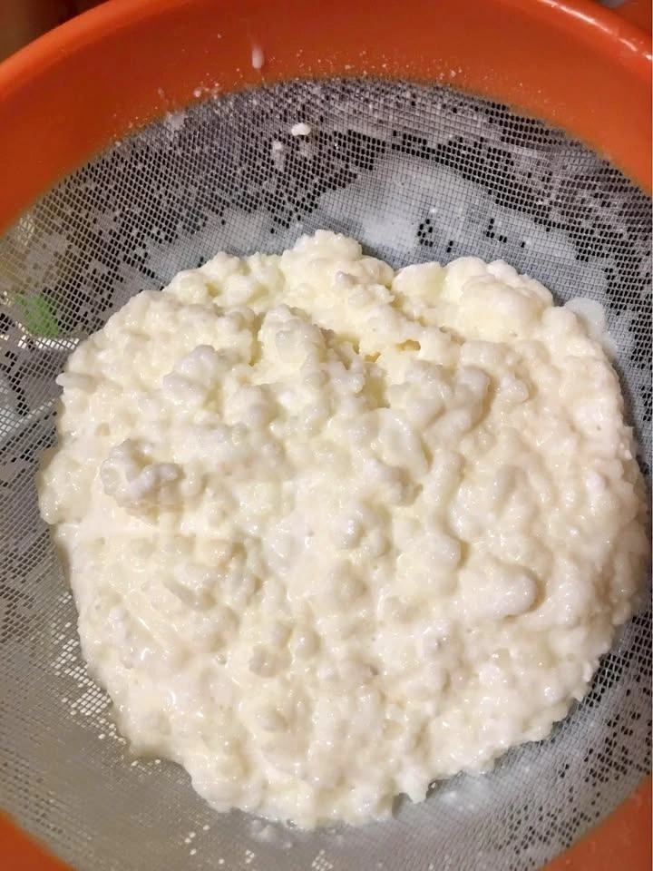 Fresh Milk Kefir Grains