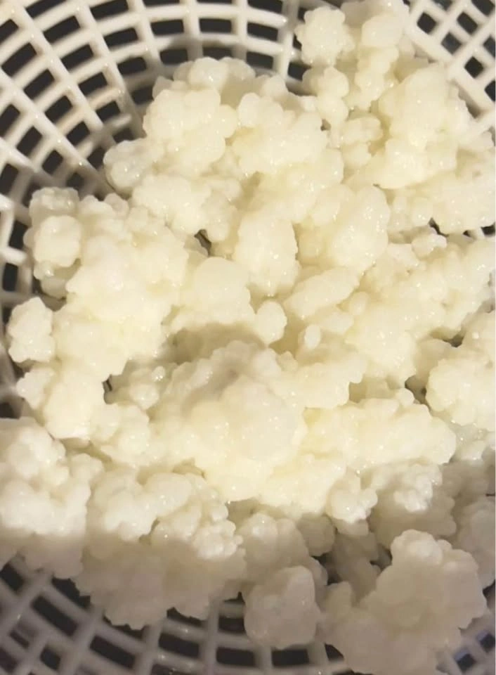 Buy 2 Get 2 Free: Organic Live Milk Kefir Grains w/ Instructions - photo 2