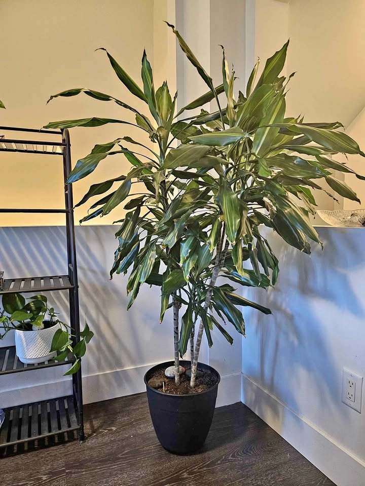 Dracaena Plant