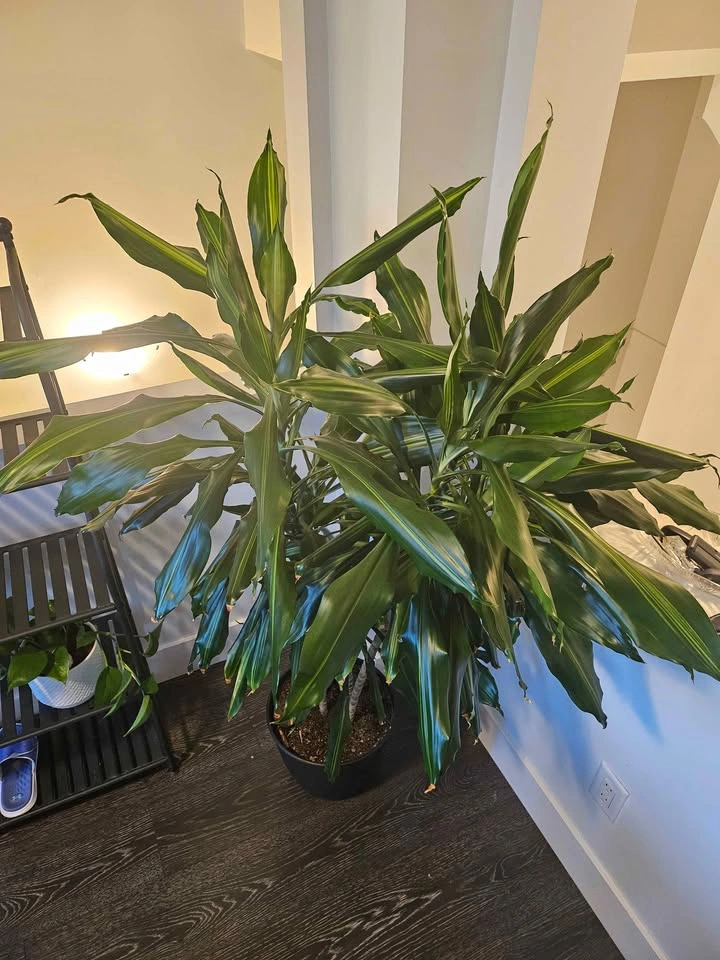 Dracaena Plant - photo 2
