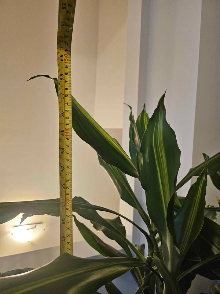 Dracaena Plant - photo 3
