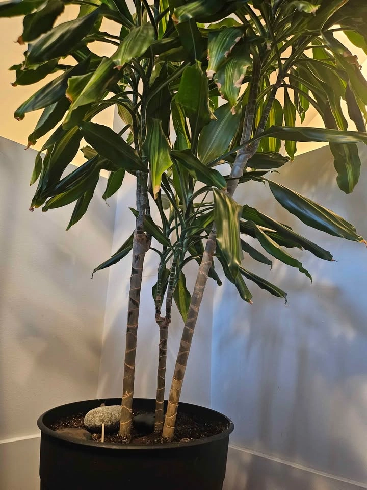 Dracaena Plant - photo 4