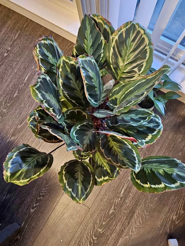 Calathea Medallion