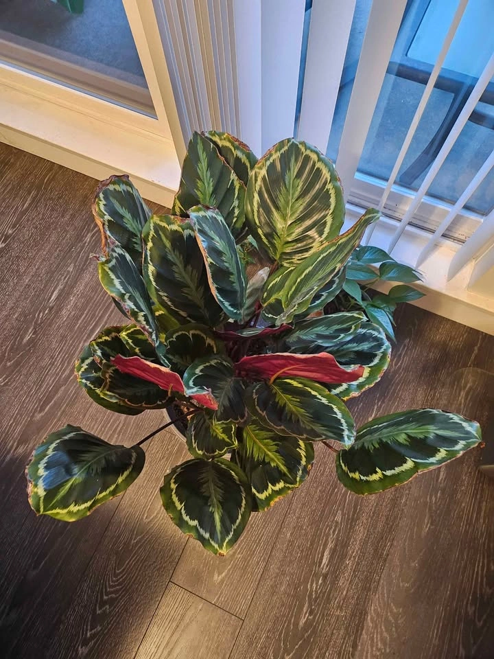Calathea Medallion - photo 2
