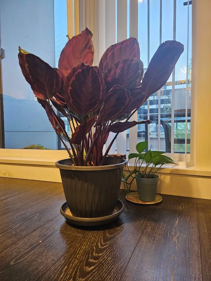 Calathea Medallion - photo 3