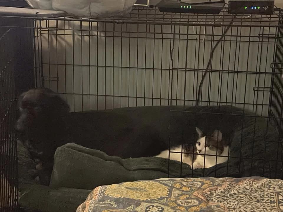 42 inch Dog Crate and Bed - photo 2
