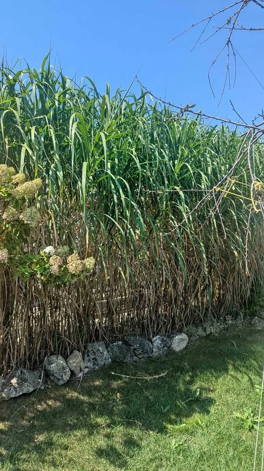 Miscanthus Giganteus Clumps - Perfect Timing! Hide Your Fence!