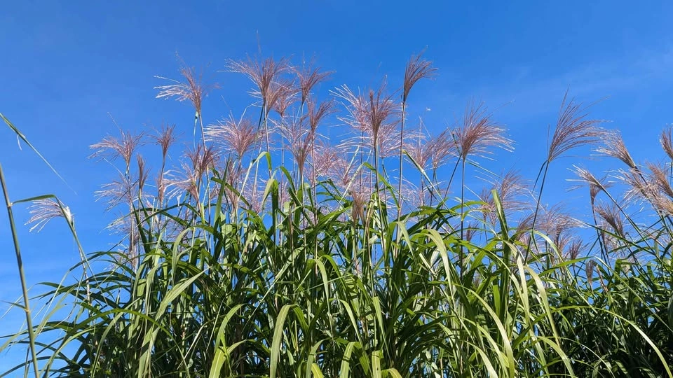 Miscanthus Giganteus Clumps - Perfect Timing! Hide Your Fence! - photo 2