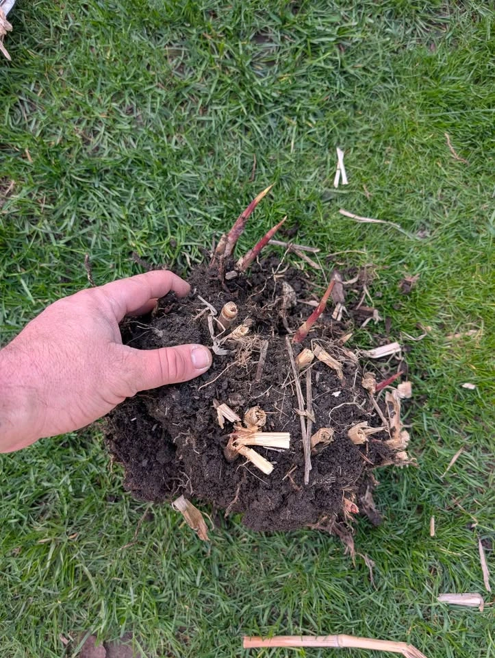 Miscanthus Giganteus Clumps - Perfect Timing! Hide Your Fence! - photo 3