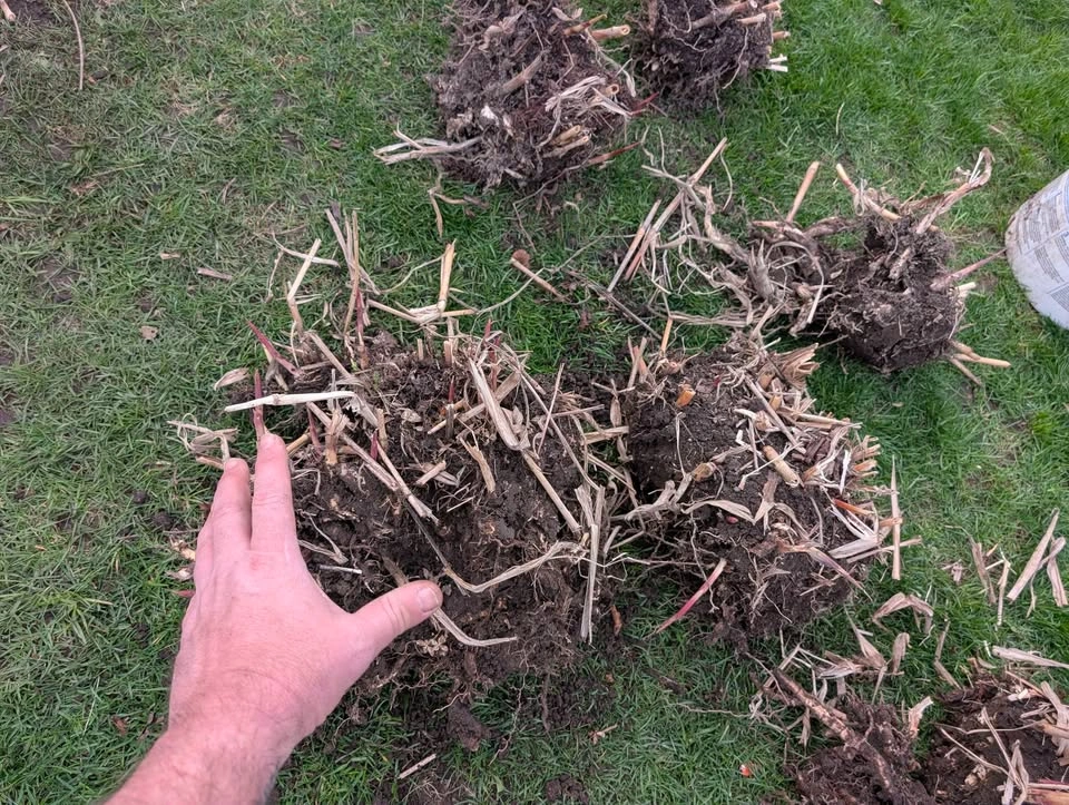 Miscanthus Giganteus Clumps - Perfect Timing! Hide Your Fence! - photo 5