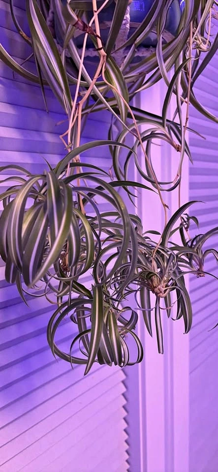 Baby spider plants