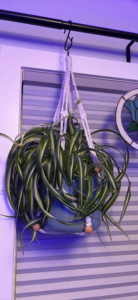 Baby spider plants - photo 2