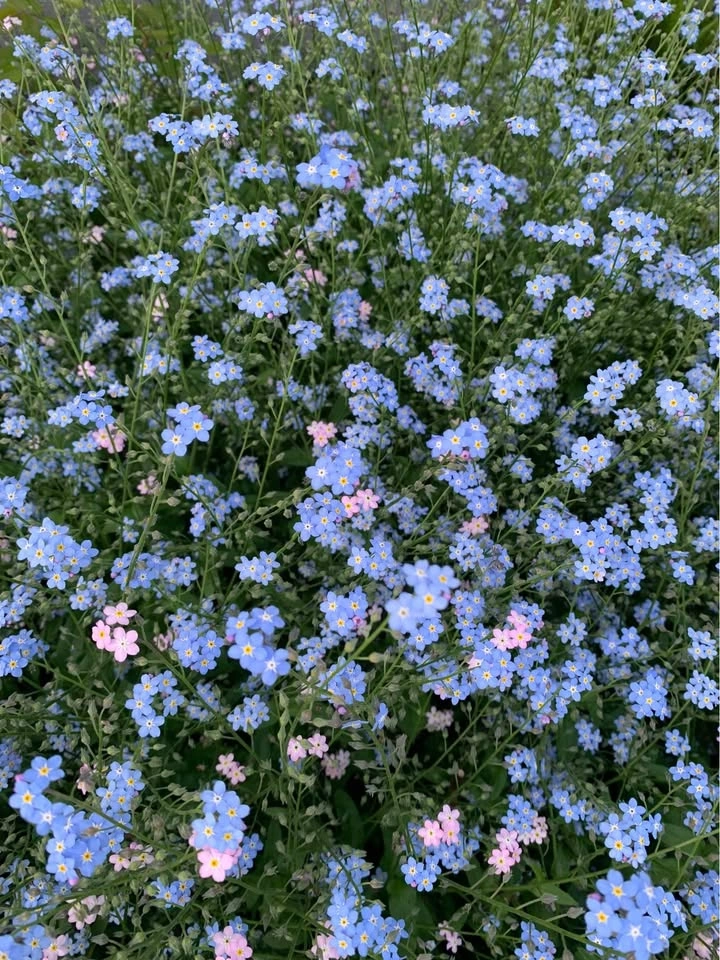 Don’t miss! Forget me not!