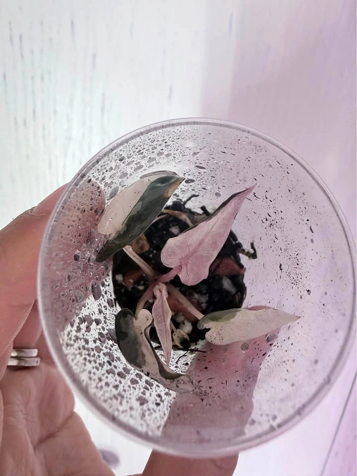 ALOCASIA PINK BAMBINO
