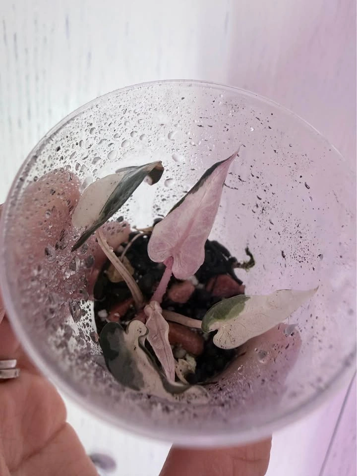 ALOCASIA PINK BAMBINO - photo 2