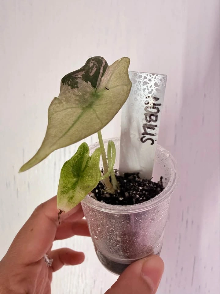 ALOCASIA NOBILIS