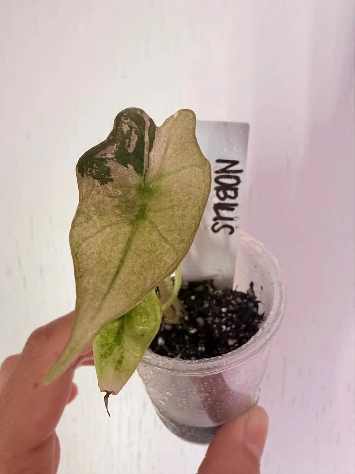 ALOCASIA NOBILIS - photo 2