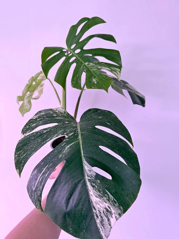 MONSTERA ALBO