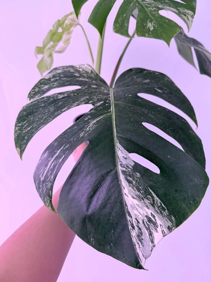 MONSTERA ALBO - photo 2